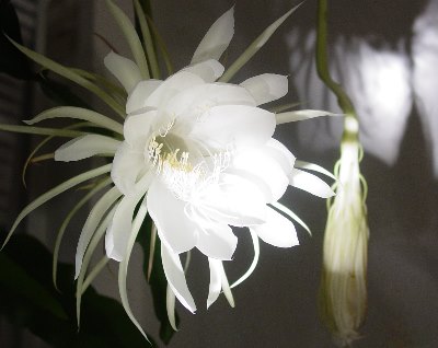 Queen of the Night- My Cereus Glass Art